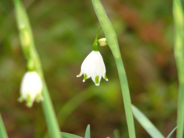 �p���[�X�g�[���Q�[���i�C�g �A�N�Z�T���[|�p���[�X�g�[�������̓R�`��