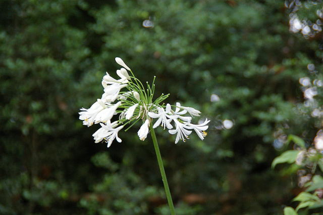 �p���[�X�g�[���h���}�C�g �A�N�Z�T���[|�p���[�X�g�[�������̓R�`��