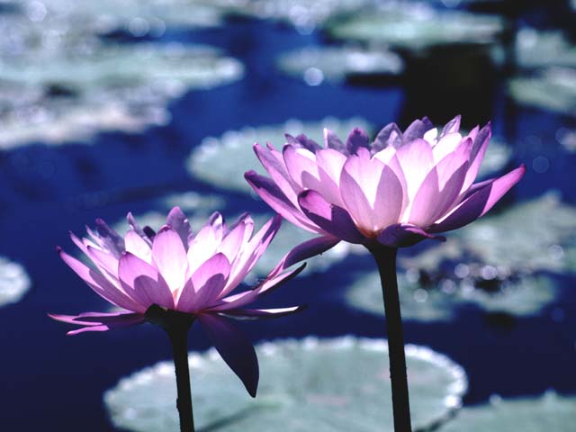 �p���[�X�g�[���g���t�B���C�g �A�N�Z�T���[|�p���[�X�g�[�������̓R�`��