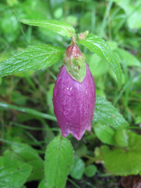 �p���[�X�g�[���T�[�y���`�� �A�N�Z�T���[|�p���[�X�g�[�������̓R�`��