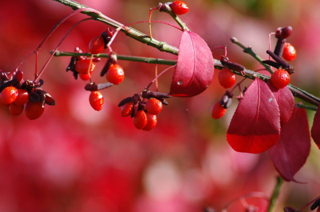 �p���[�X�g�[���T�[�h�I�j�N�X �A�N�Z�T���[|�p���[�X�g�[�������̓R�`��