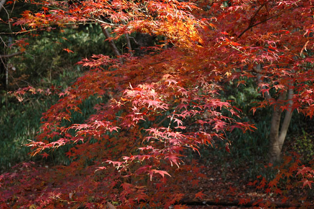 �p���[�X�g�[���h���C�J�C�g �A�N�Z�T���[|�p���[�X�g�[�������̓R�`��