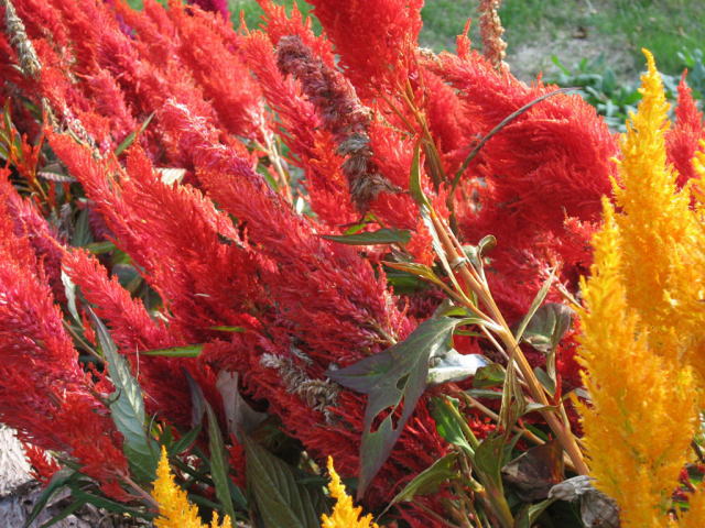 �p���[�X�g�[���f���h���`�b�N�N�H�[�c �A�N�Z�T���[|�p���[�X�g�[�������̓R�`��