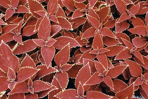 �p���[�X�g�[���I�[�P�i�C�g