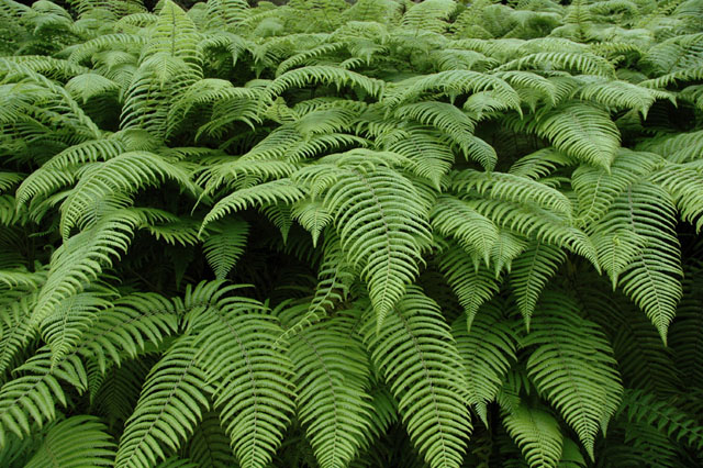 �p���[�X�g�[���G���W�F���C�g