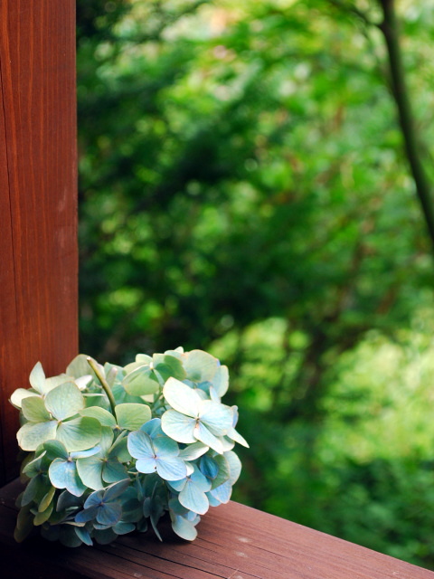 �p���[�X�g�[���I�[�K�C�g