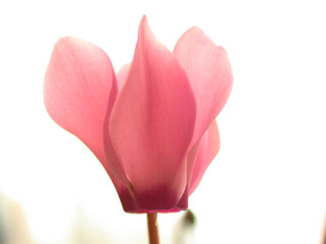 �p���[�X�g�[���A�z�C�g