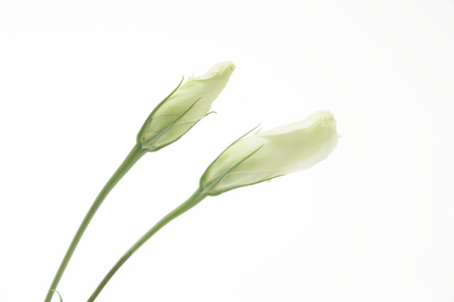 �p���[�X�g�[���A���o�C�g