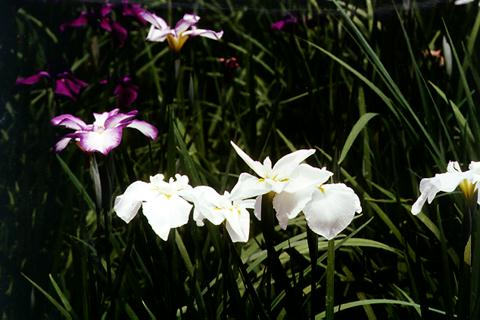 �p���[�X�g�[���E���t�F�i�C�g