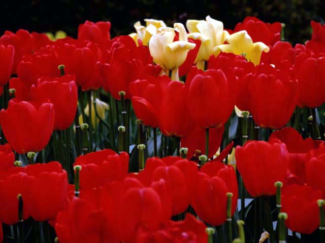 �p���[�X�g�[���X�R���T�C�g �A�N�Z�T���[