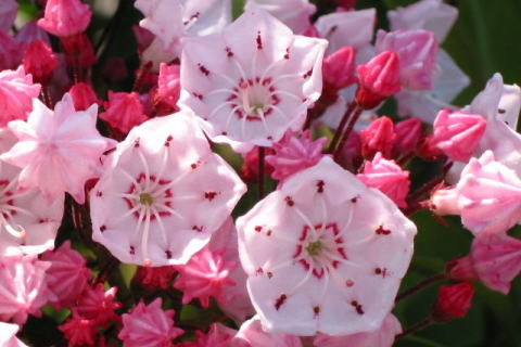 �p���[�X�g�[���X�M���C�g �A�N�Z�T���[