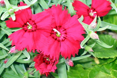 �p���[�X�g�[���X�s�l�� �A�N�Z�T���[|�p���[�X�g�[�������̓R�`��