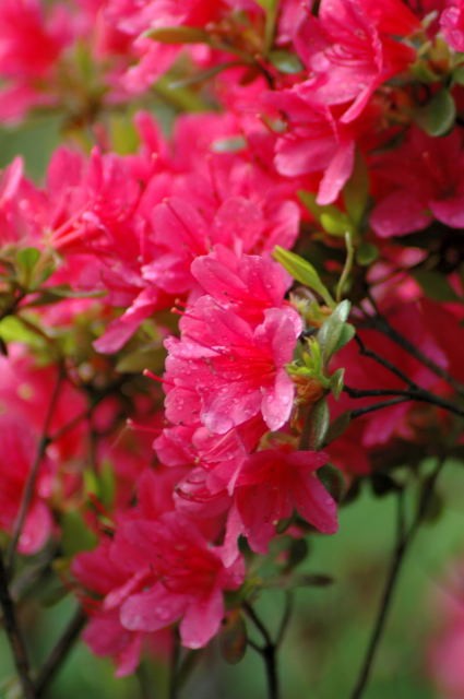 �p���[�X�g�[���X���[�L�[�N�H�[�c �A�N�Z�T���[