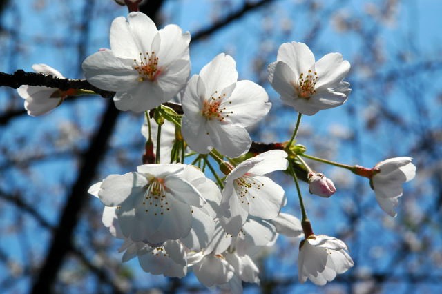 �p���[�X�g�[���^�[�R�C�Y �A�N�Z�T���[