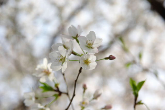 �p���[�X�g�[���\�[�}�T�C�g �A�N�Z�T���[