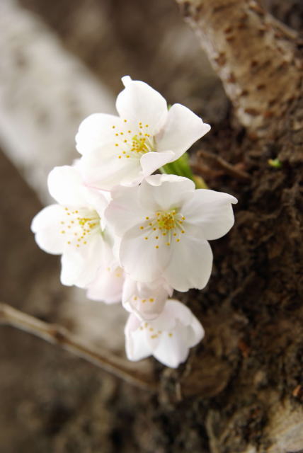 �p���[�X�g�[���N�H�[�c