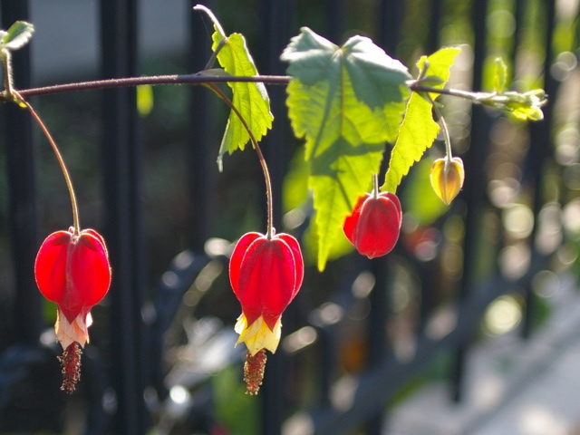 �p���[�X�g�[���Q�[�T�C�g