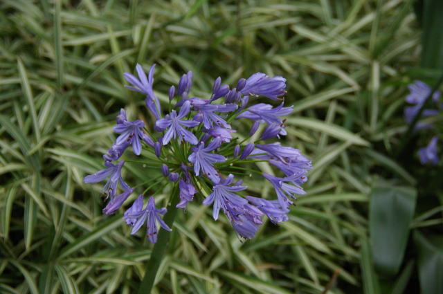 �p���[�X�g�[���S�[���h �A�N�Z�T���[|�p���[�X�g�[�������̓R�`��