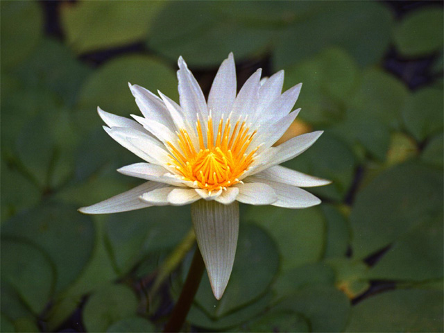 �p���[�X�g�[���R�b�p�[ �A�N�Z�T���[