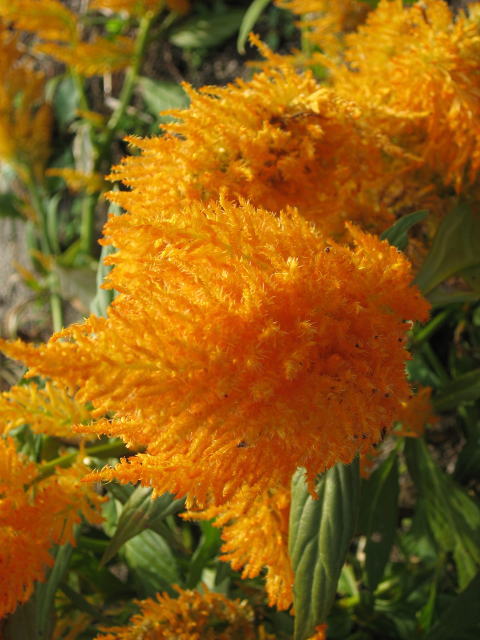 �p���[�X�g�[���G�������h