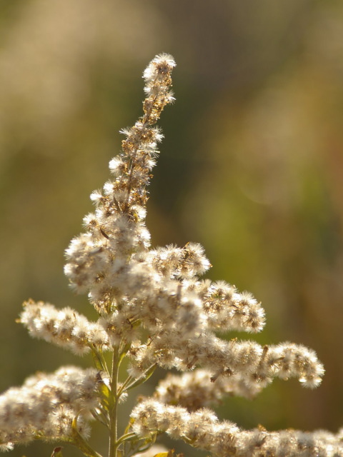 �p���[�X�g�[���G�s�h�[�g