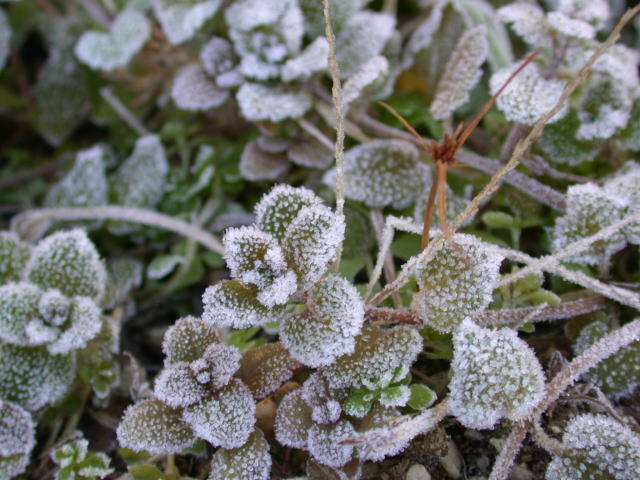 �p���[�X�g�[���G�i���K�C�g