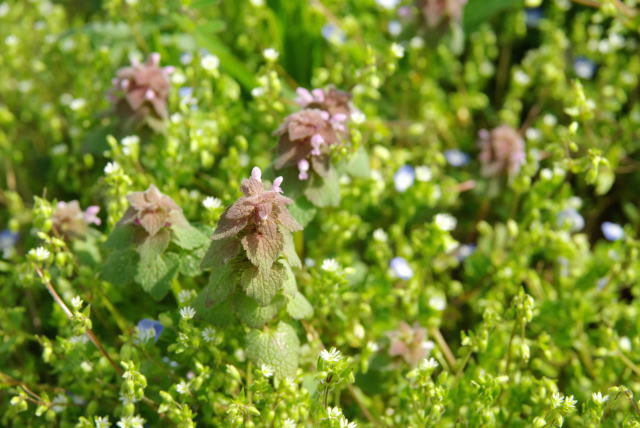 �p���[�X�g�[���G���o�C�g