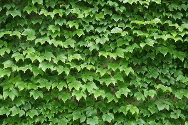 �p���[�X�g�[���G���X�^�^�C�g