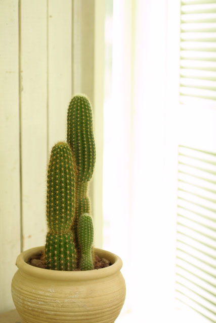 �p���[�X�g�[���X�e�B���o�C�g �A�N�Z�T���[