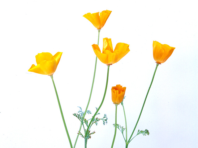 �p���[�X�g�[���A���}���f�B��