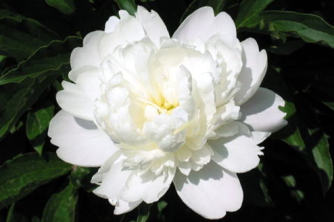 �p���[�X�g�[���A���O���T�C�g