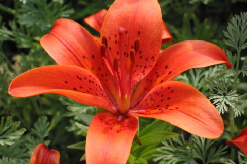 �p���[�X�g�[���V�A�m�g���J�C�g �A�N�Z�T���[|�p���[�X�g�[�������̓R�`��