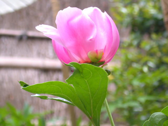 �p���[�X�g�[���A���u���S�i�C�g