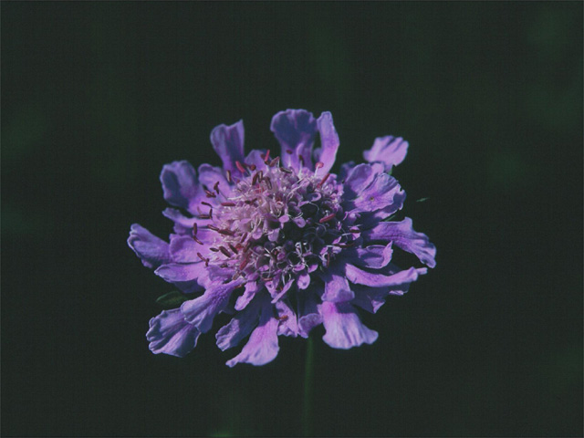 �p���[�X�g�[���I�[�\�N���[�X