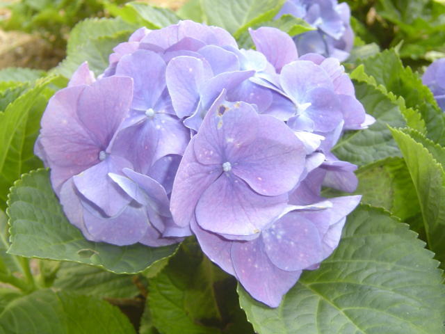 �p���[�X�g�[���V���o�[ �A�N�Z�T���[|�p���[�X�g�[�������̓R�`��