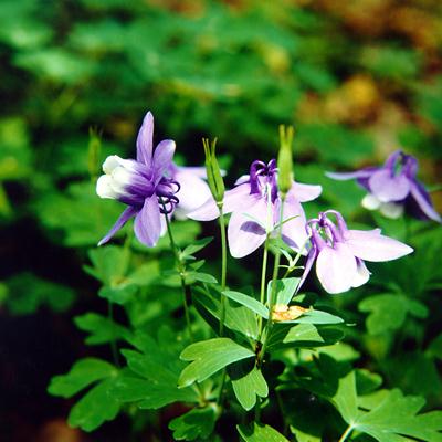 �p���[�X�g�[���X�~�\�i�C�g �A�N�Z�T���[|�p���[�X�g�[�������̓R�`��