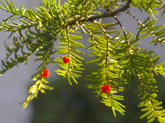 �p���[�X�g�[���N���m�]�C�T�C�g