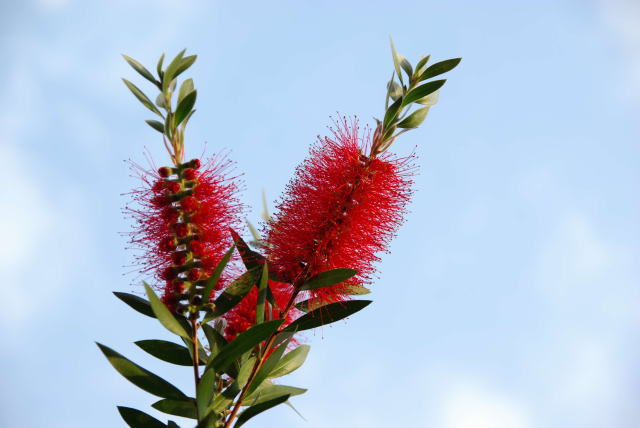 �p���[�X�g�[���N���c�@�C�g