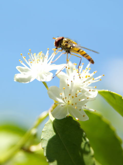 �p���[�X�g�[���R�[�x���C�g �A�N�Z�T���[|�p���[�X�g�[�������̓R�`��