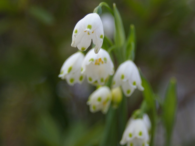 �p���[�X�g�[���R�[�p�� �A�N�Z�T���[|�p���[�X�g�[�������̓R�`��