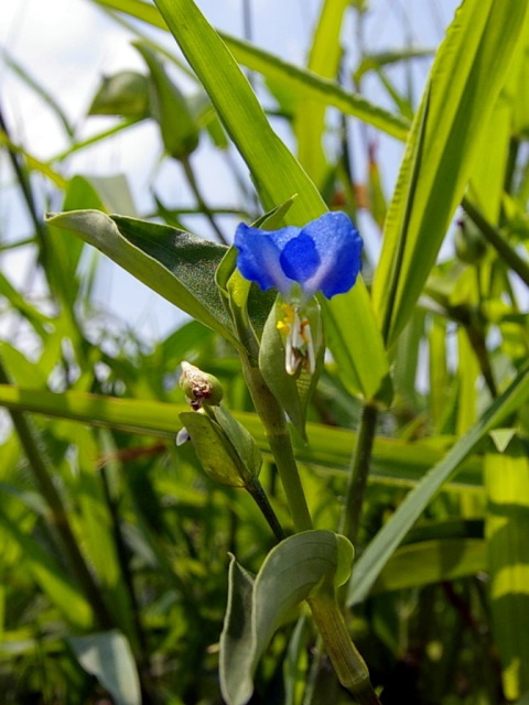 �p���[�X�g�[���i�g�����C�g �A�N�Z�T���[|�p���[�X�g�[�������̓R�`��