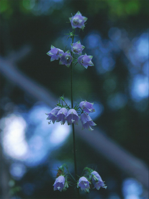 �p���[�X�g�[���R�[���� �A�N�Z�T���[|�p���[�X�g�[�������̓R�`��