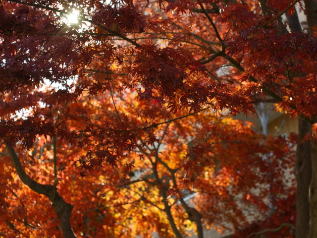 �p���[�X�g�[���R�����o�C�g �A�N�Z�T���[|�p���[�X�g�[�������̓R�`��