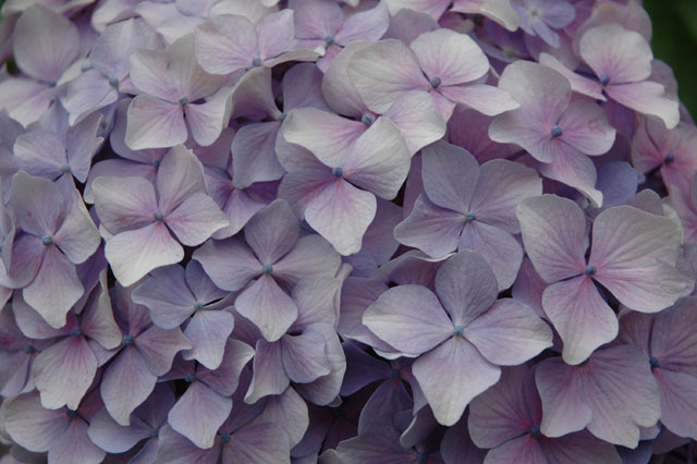 �p���[�X�g�[���X�t�@�����C�g �A�N�Z�T���[|�p���[�X�g�[�������̓R�`��