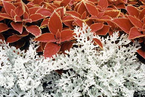 �p���[�X�g�[���I�[�Q���C�g